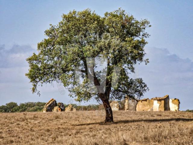 Quinta venda em Santiago Do Cacém, Setúbal
