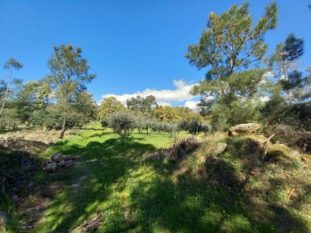 Quinta venda em Castelo Branco