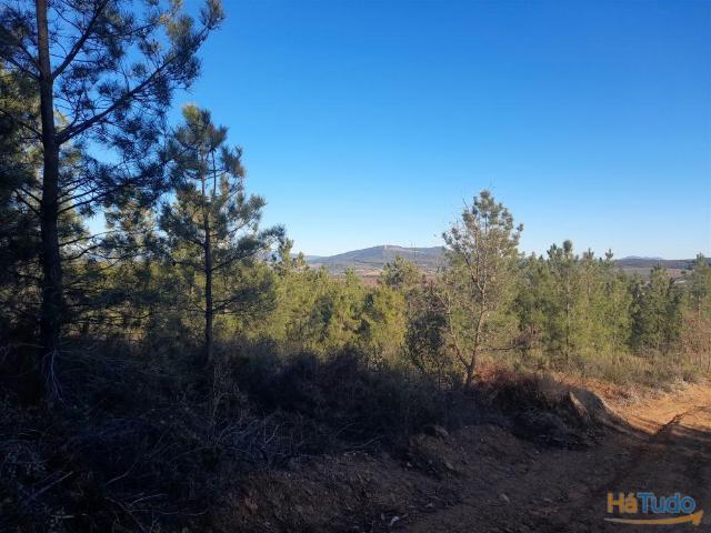 Quinta venda em Castelo Branco, Aldeia Nova Do Cabo