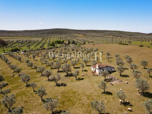 Quinta venda em Sousel, Portalegre