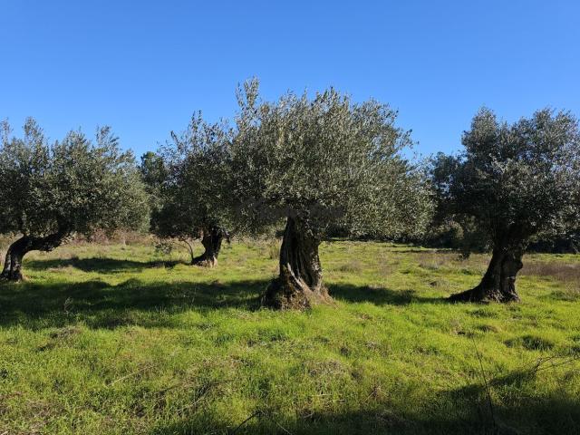 Terreno venda em Castelo Branco