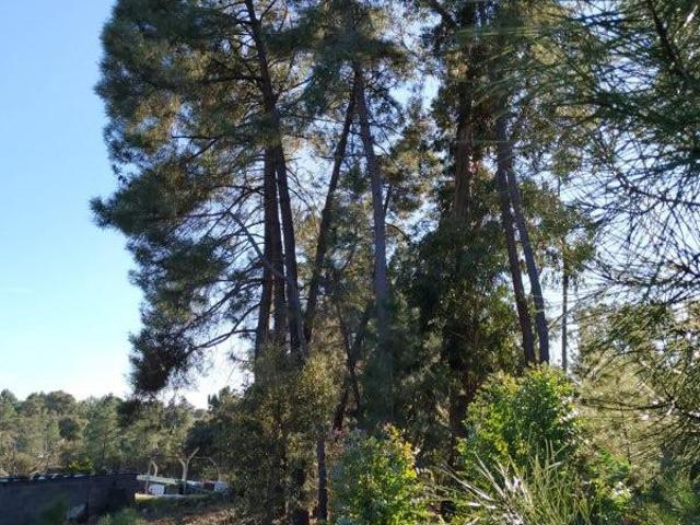 Terreno venda em Castelo Branco