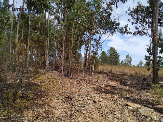 Terreno venda em Castelo Branco