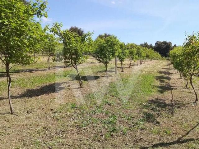 Terreno venda em Castelo Branco
