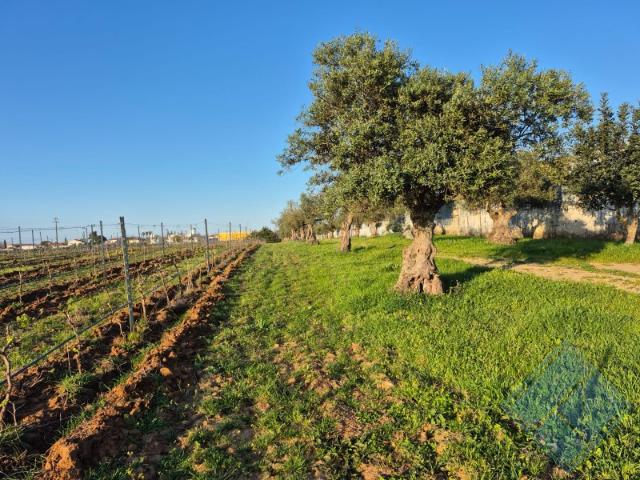 Quinta venda em Reguengos De Monsaraz, Évora