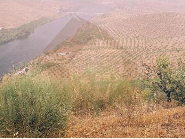 Quinta venda em Guarda, Figueira De Castelo Rodrigo