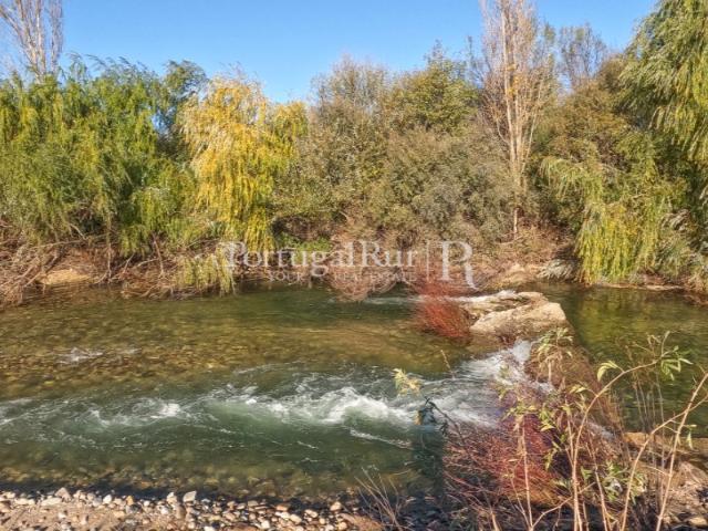 Quinta venda em Castelo Branco