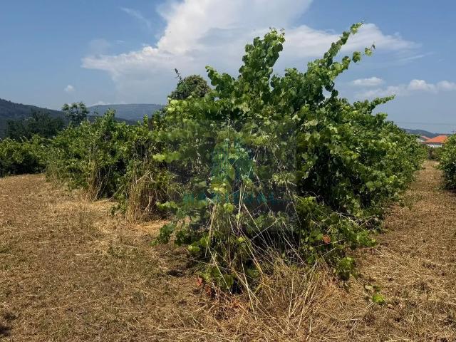 Quinta venda em Monção, Viana Do Castelo