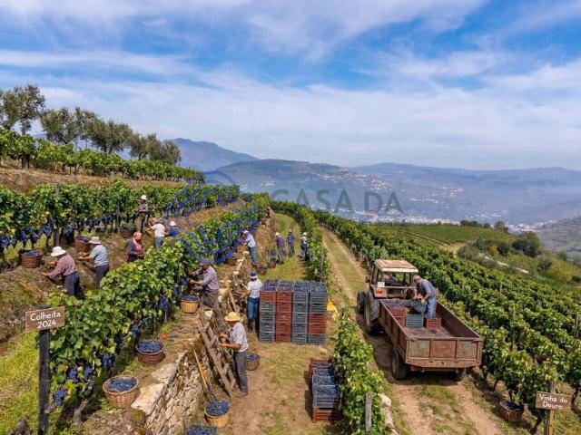 Terreno venda em Lamego, Viseu