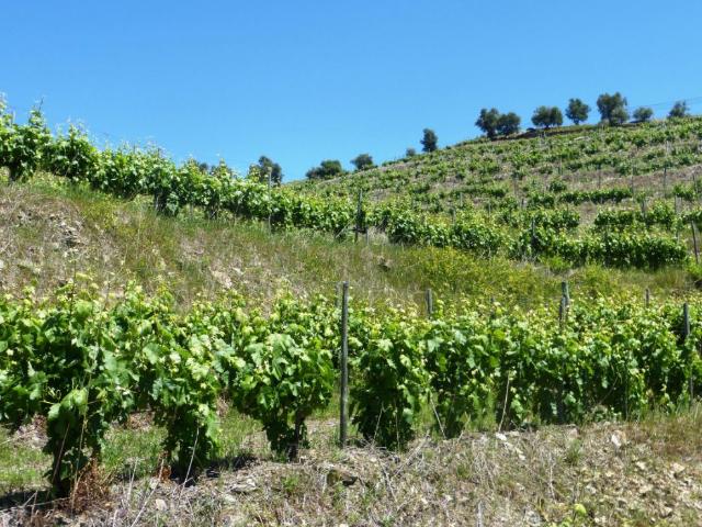 Quinta venda em Alijó, Vila Real