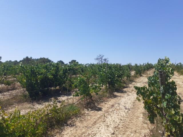 Quinta venda em Palmela, Setúbal