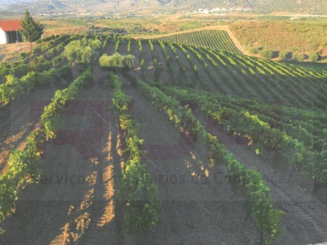 Quinta venda em Vila Flor, Bragança