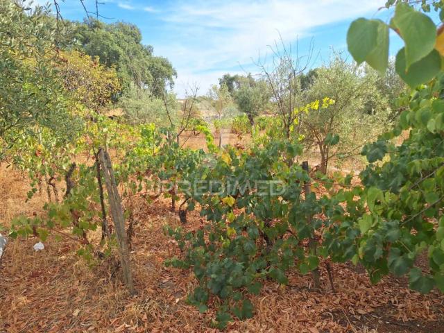 Quinta venda em Portalegre