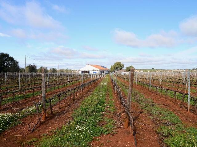 Quinta venda em Estremoz