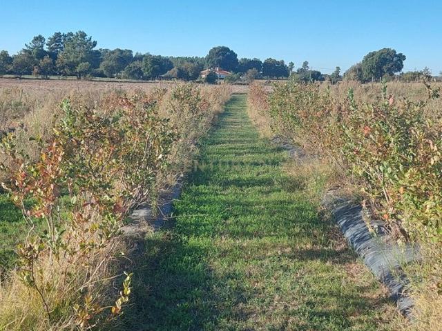Quinta venda em Castelo Branco, Aldeia Nova Do Cabo