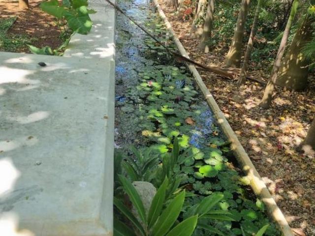 Quinta en venta, potencial para un proyecto de ensueño, Conkal Yucatán