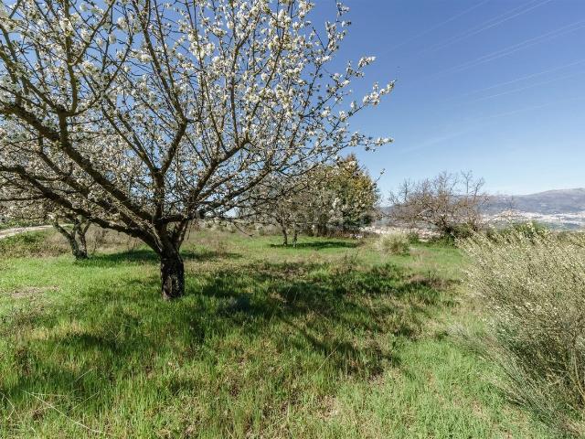 Quinta venda em Castelo Branco, Ferro