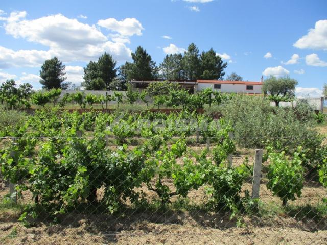 Terreno venda em Castelo Branco