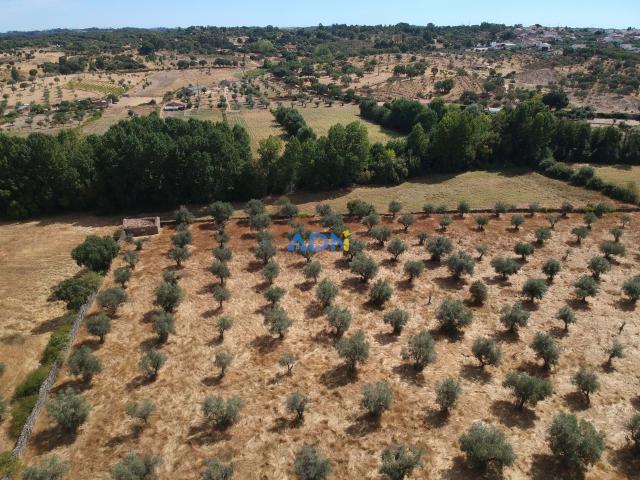 Quinta venda em Castelo Branco