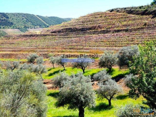 Terreno venda em Guarda, Mós