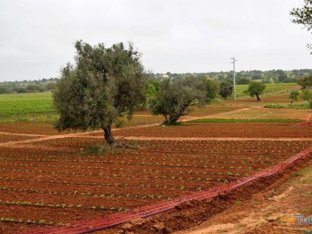 Quinta venda em Albufeira