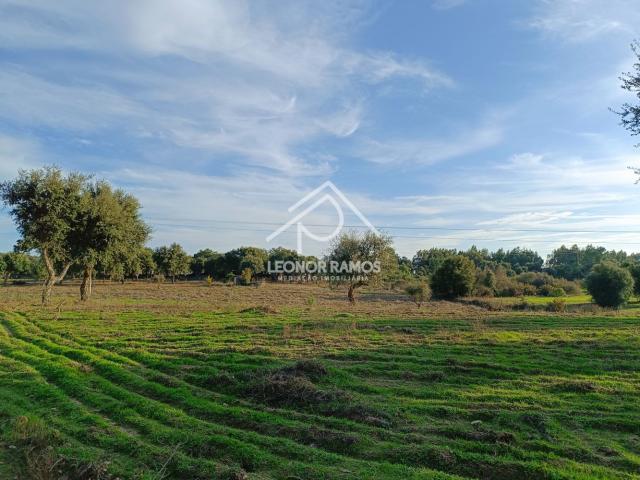 Terreno venda em Castelo Branco