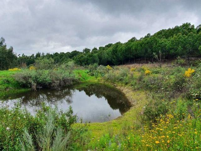 Quinta venda em Castelo Branco