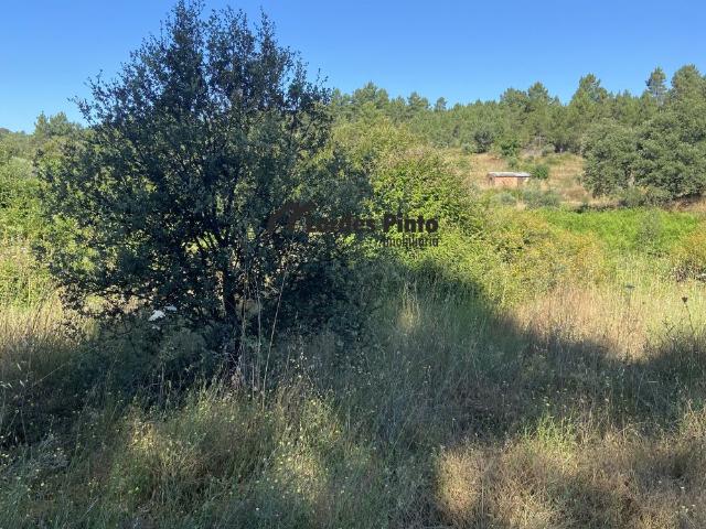 Terreno venda em Castelo Branco