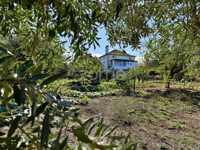 Quinta venda em Abrantes, Santarém
