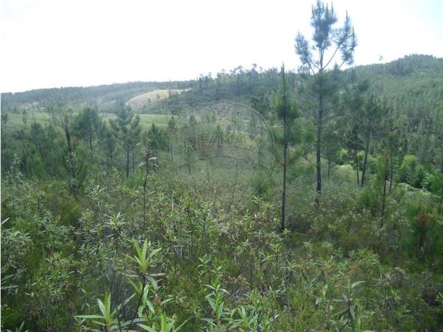 Quinta venda em Castelo Branco