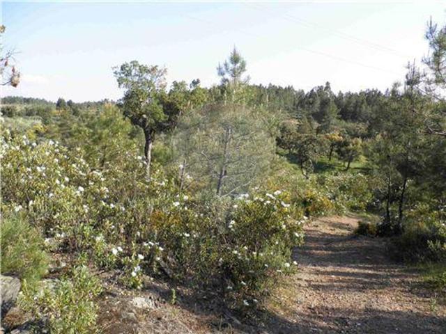 Quinta venda em Castelo Branco