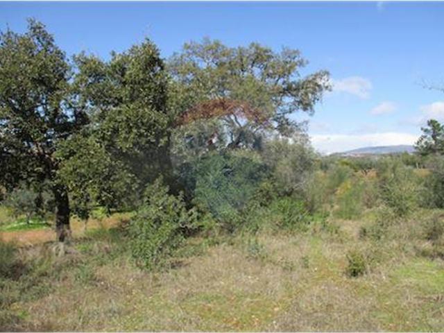 Quinta venda em Castelo Branco