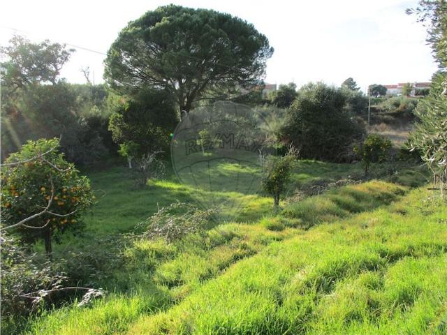 Quinta venda em Castelo Branco