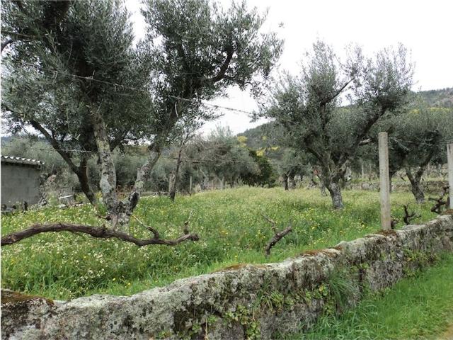 Quinta venda em Castelo Branco
