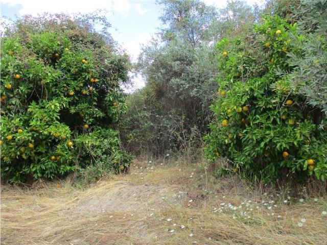 Quinta venda em Castelo Branco