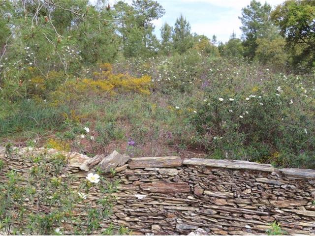 Quinta venda em Castelo Branco