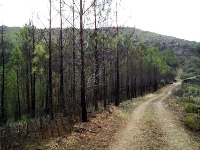 Quinta venda em Castelo Branco, Oleiros