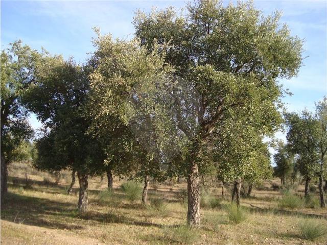 Quinta venda em Castelo Branco, Idanha-a-nova