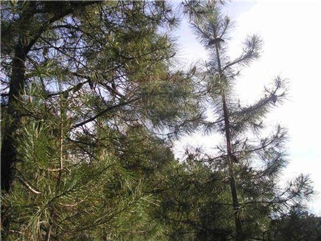 Quinta venda em Castelo Branco, Oleiros