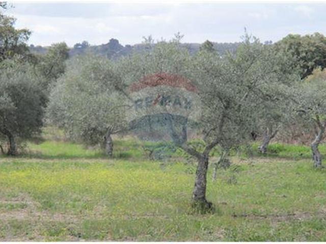 Quinta venda em Castelo Branco, Penamacor