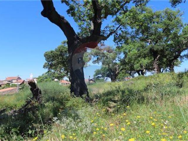 Quinta venda em Castelo Branco, Penamacor