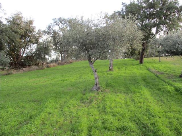 Quinta venda em Castelo Branco, Penamacor