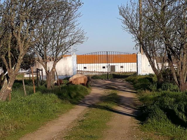 Quinta venda em Évora