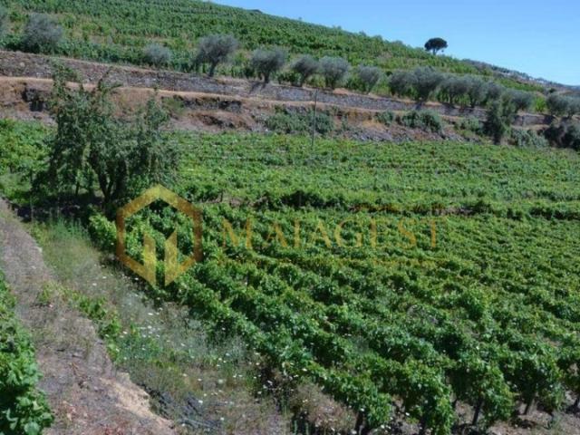 Quinta venda em Peso Da Régua, Vila Real