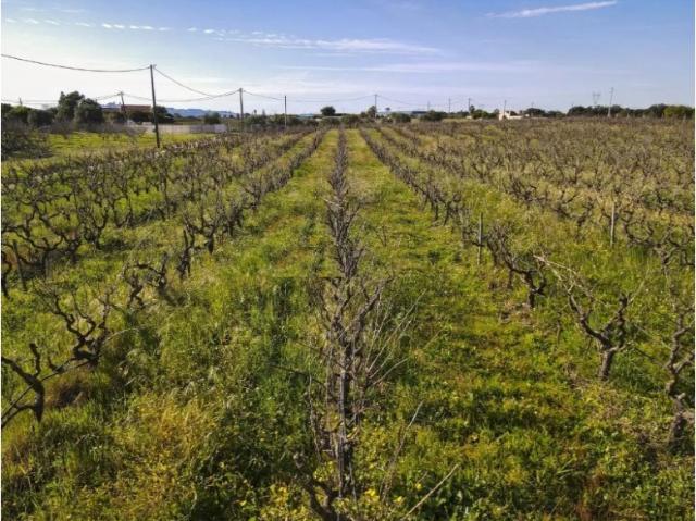 Quinta venda em Palmela, Setúbal