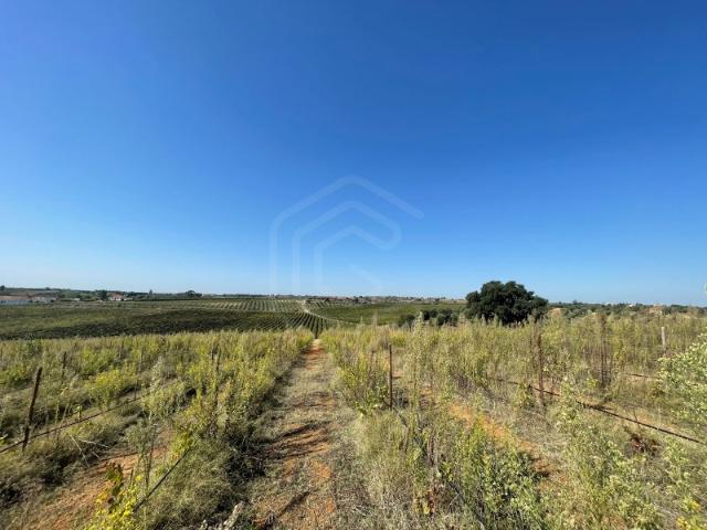 Commercial Land venda em Torres Novas, Boquilobo