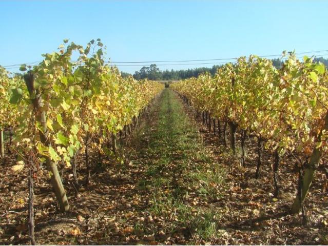 Commercial Land venda em Torres Vedras