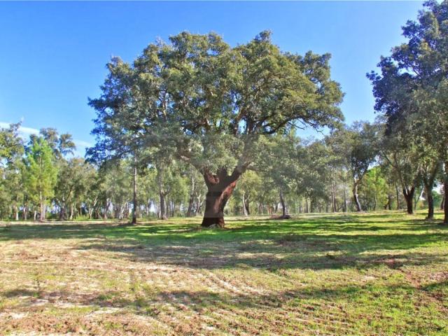 Solar venda em Grândola, Setúbal