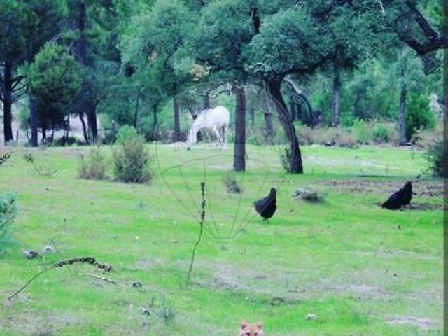 Solar venda em Montemor-o-novo, Évora