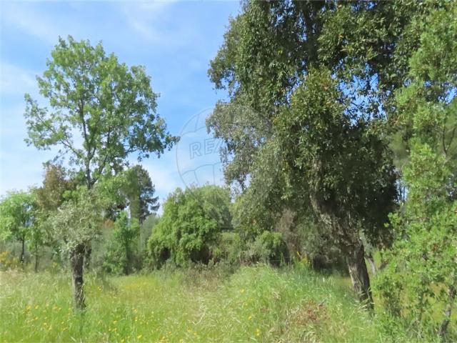 Solar venda em Castelo Branco